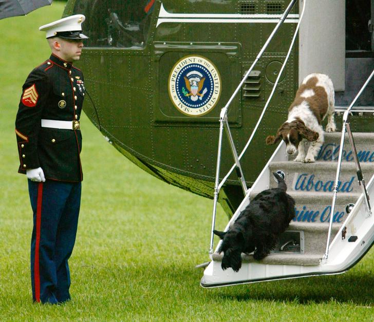George W. Bush's pet dogs Barney and Spot walk down the stairs of Marine One and onto the grass as a US Marine stands by.